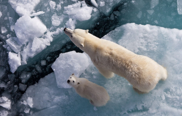Белый медведь с медвежонком