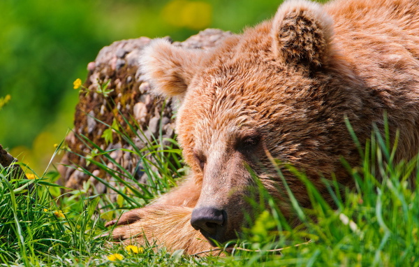 Спящий медведь