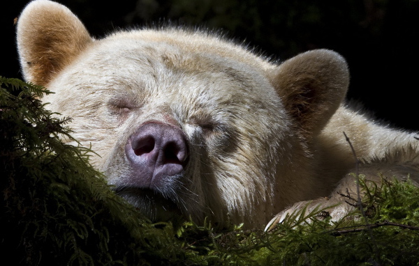 Спящий медведь