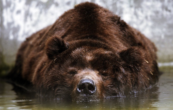 Спящий бурый медведь