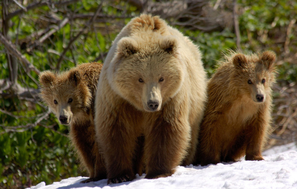 Три медведя