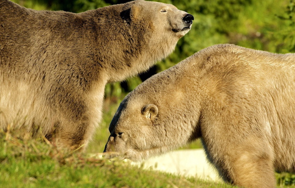 Два белых медведя
