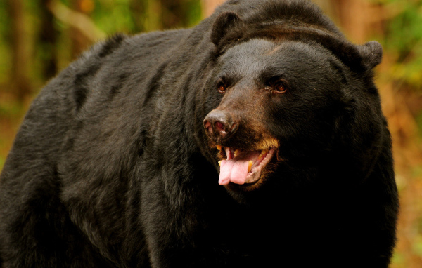 медведь Грызли