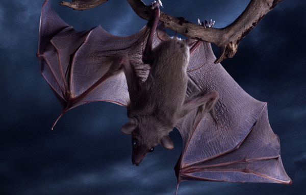 Летучая мышь