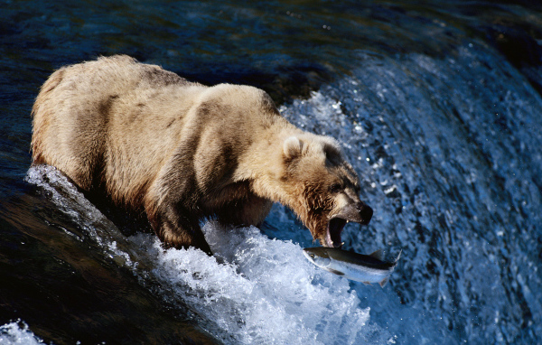 Медведь на рыбалке