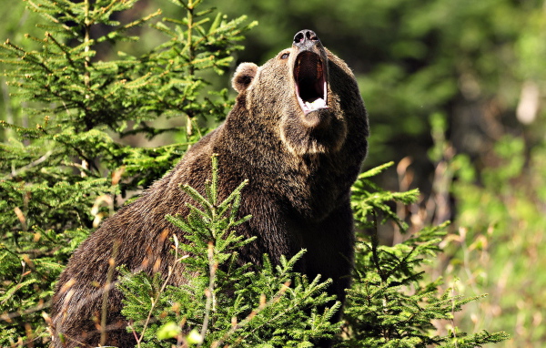 Медведь Гризли