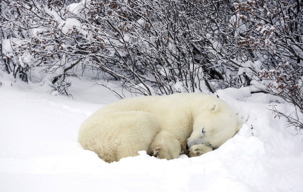 Мишка в снегу