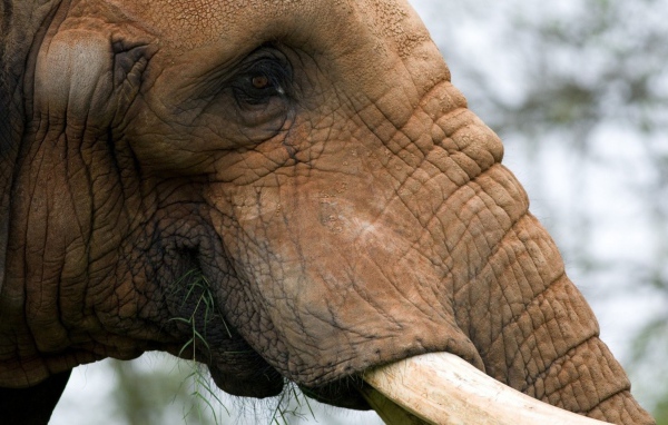 Жующий слон