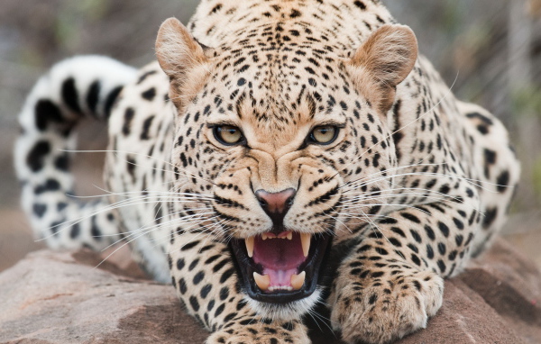 Огрызающийся леопард