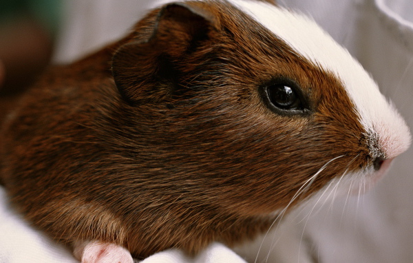 Морская свинка