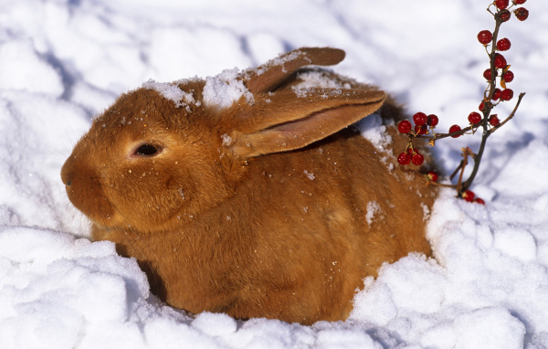 Зайчик в снегу