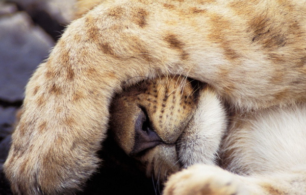 Прикрывшийся лев