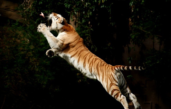 Прыжок за добычей