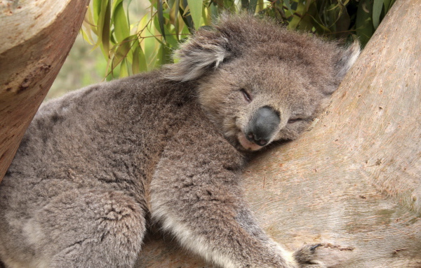Коала