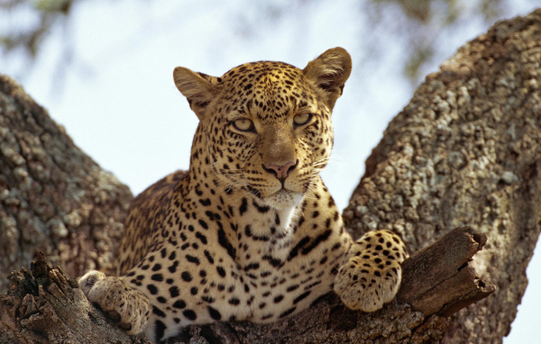 Леопард на дереве