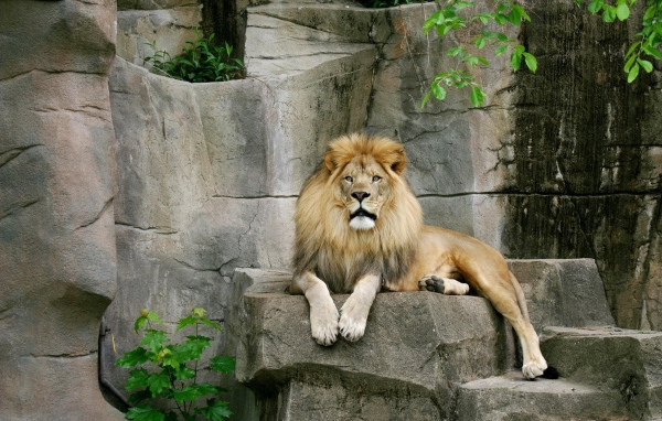 Лев на камнях