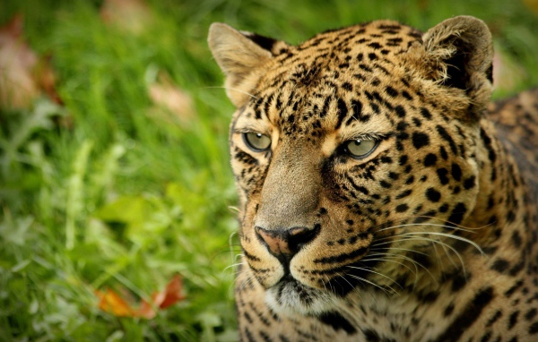 Взгляд леопарда