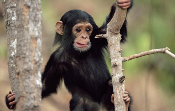 Обезьянка на дереве