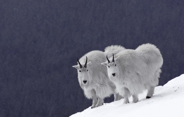 Горные бараны