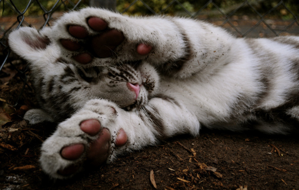 Тигровые лапки