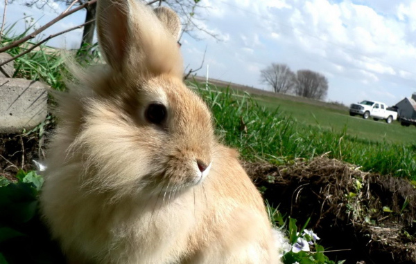 Кролик в травке