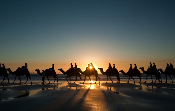 Верблюды у Красного моря
