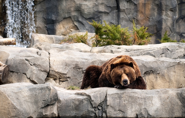 Отдыхающий бурый медведь