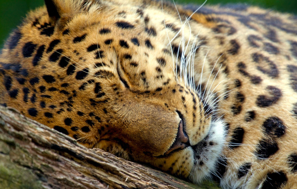 Спящий леопард