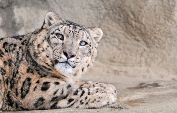 Снежный леопард