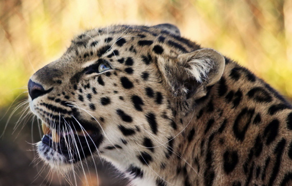 Снежный барс