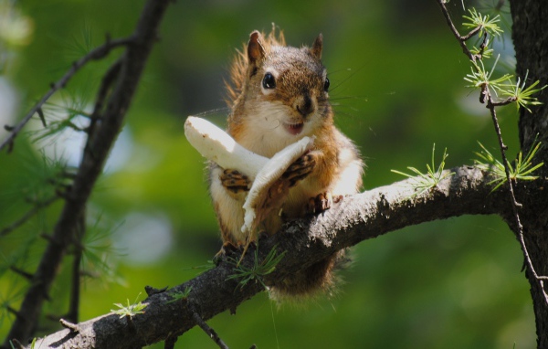 Белка и гриб