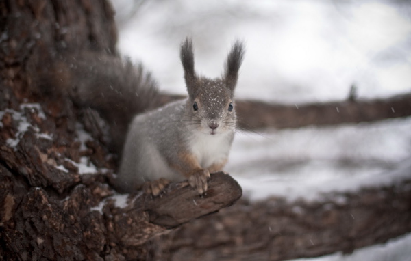 Белка на дереве
