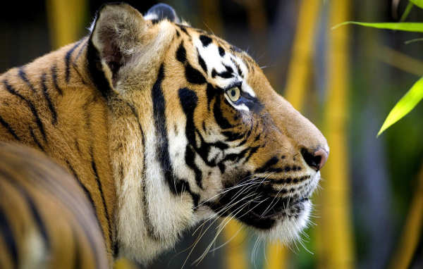 Полосатая морда