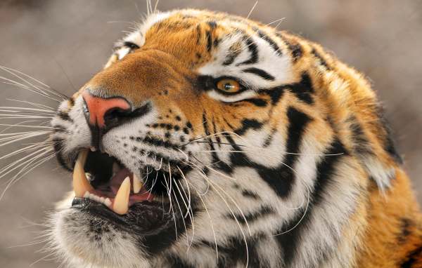 Амурский тигр