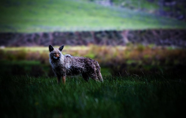 Койот в степи