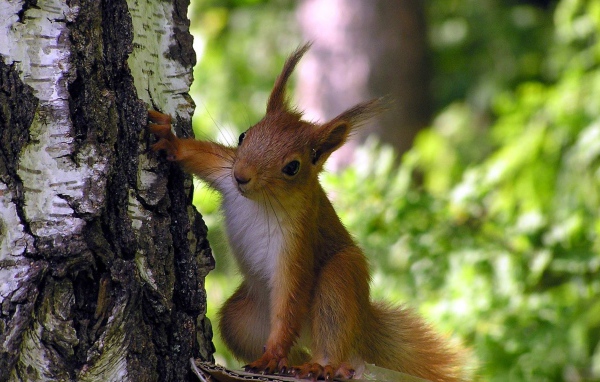 Любопытная белка