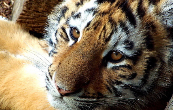 мордашка Тигренка