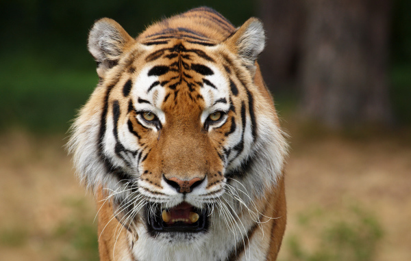 Тигриные клыки