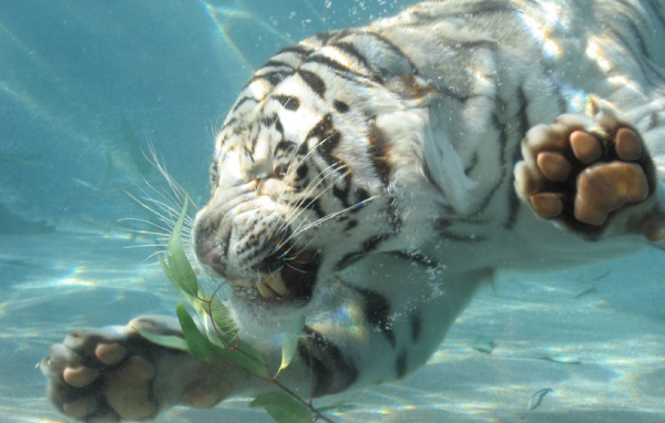 Тигр под водой