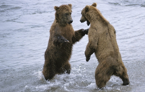 Два медведя