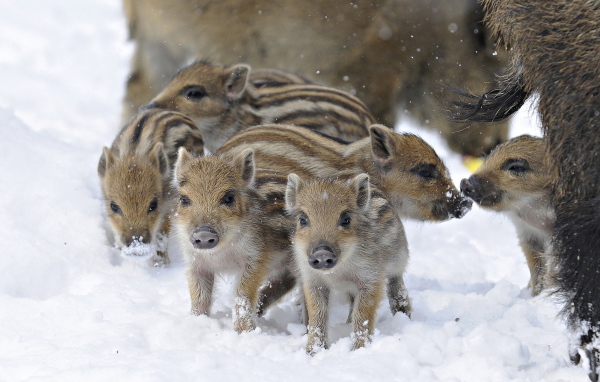 Дикие поросята