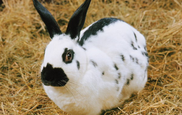 пятнистый Кролик