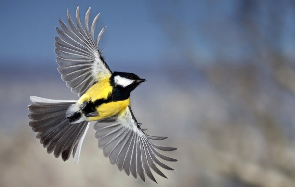 Синица в полете