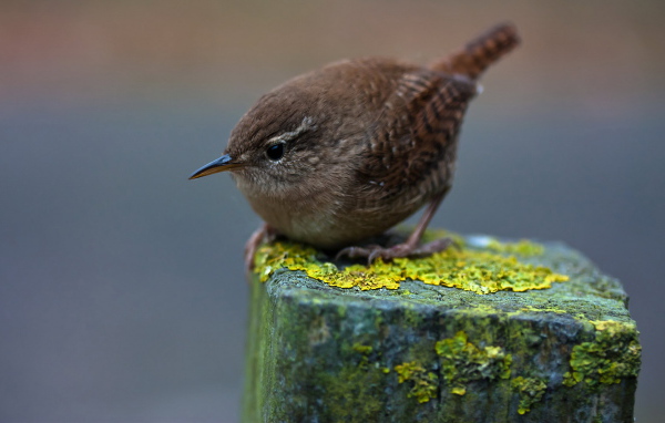 Птичка на пне