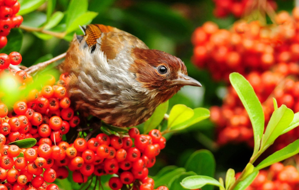 Птичка на рябине