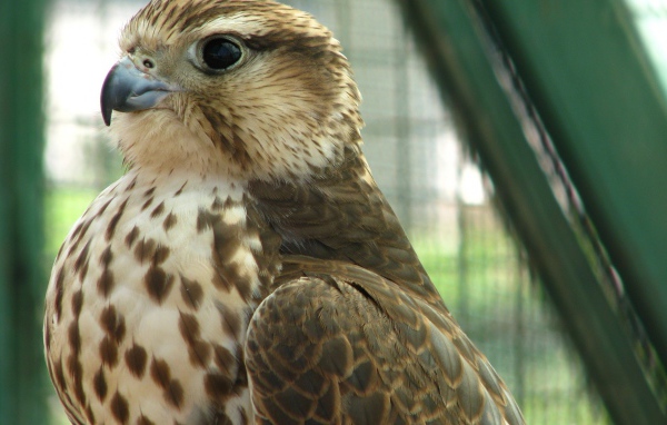 Хищная птица