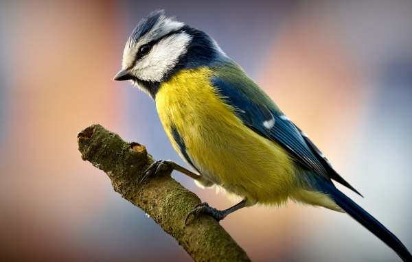 Птичка на ветке