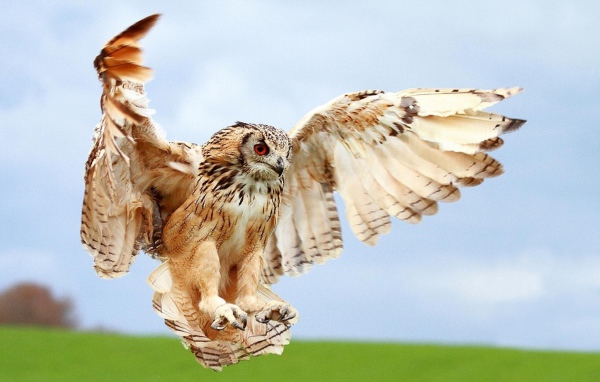 Крылатый хищник