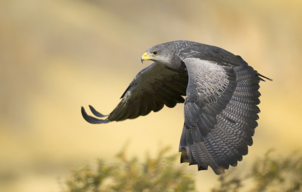 Черный канюк в полете