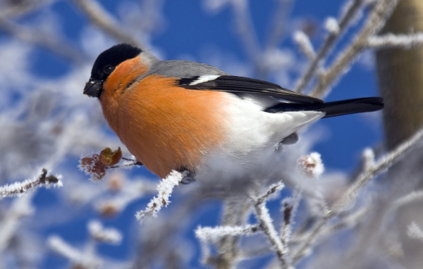 Снегирь на ветке